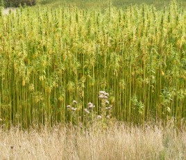 champ chanvre matériaux biosourcés fibres végétales