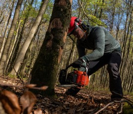bois énergie forêt coupe arbre
