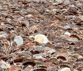 Déchets coquilles saint Jacques