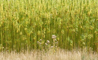 champ chanvre matériaux biosourcés fibres végétales