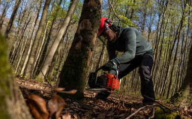 bois énergie forêt coupe arbre