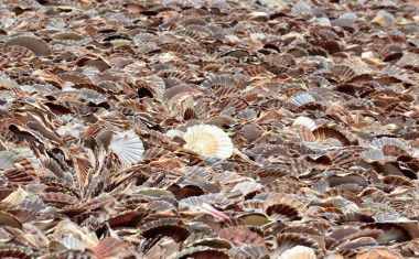 Déchets coquilles saint Jacques