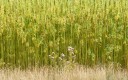 champ chanvre matériaux biosourcés fibres végétales